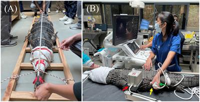 Ultrasonographic technique and appearance of the coelomic organs in crocodilians